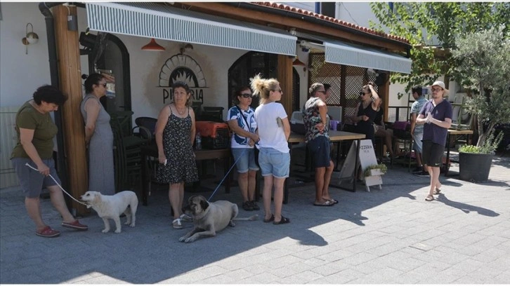 Bodrum'da sokak hayvanlarına yönelik çipleme ve aşılama çalışması yapıldı