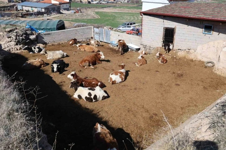 Boğanın saldırdığı oğlunu kurtaran ancak kendi kurtulamayan yaşlı adam toprağa verildi