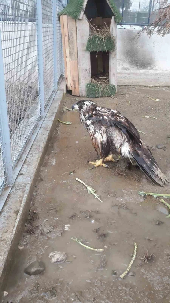 Bolu’da ampute edilen Şah Kartal’a, Sakarya’da özenle bakılacak
