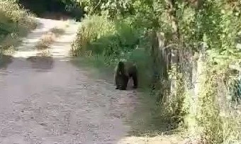 Bolu’da bahçesine ayı giren köylülerin güldüren diyaloğu