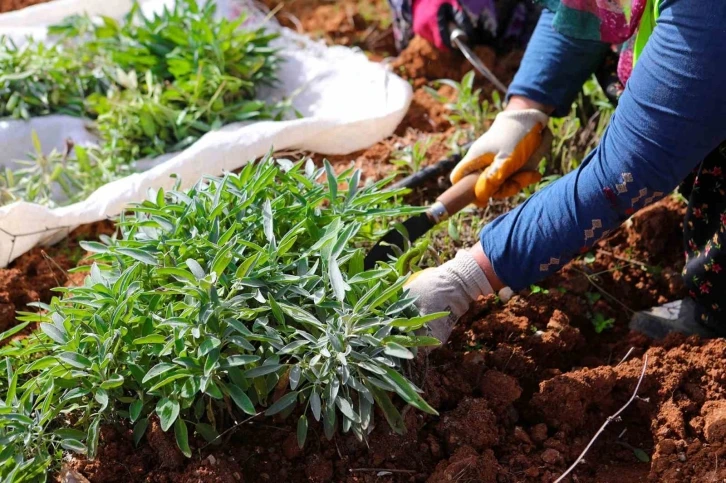 Botanik Vadi’de yılın ikinci adaçayı hasadı yapıldı
