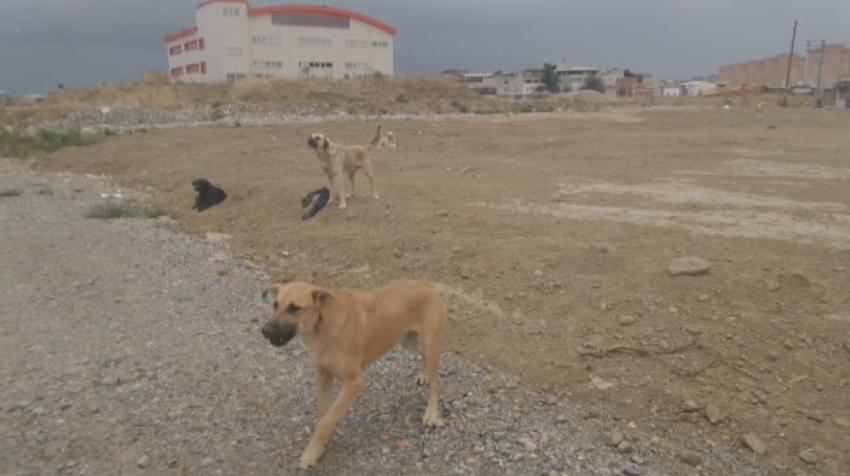 Bursa’da ilçeler arası köpek savaşı! (ÖZEL HABER)