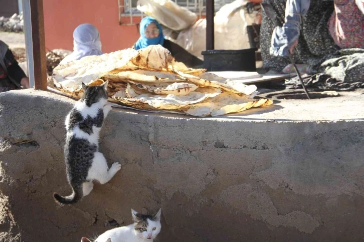 Bu da ’Ekmeğinin peşinde koşan’ kedi
