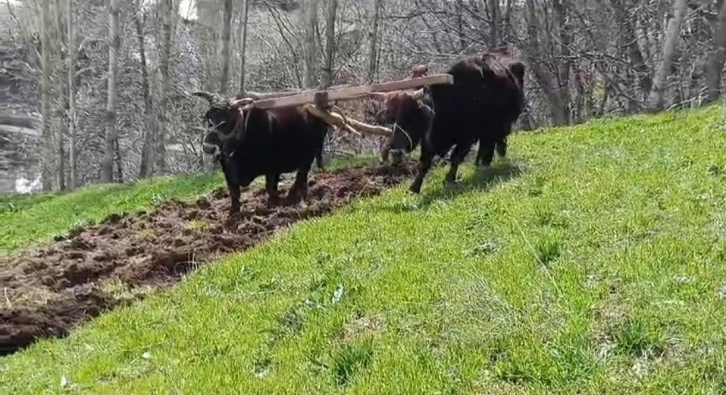 Bu ilçede halen ’Kara saban’ kullanılıyor
