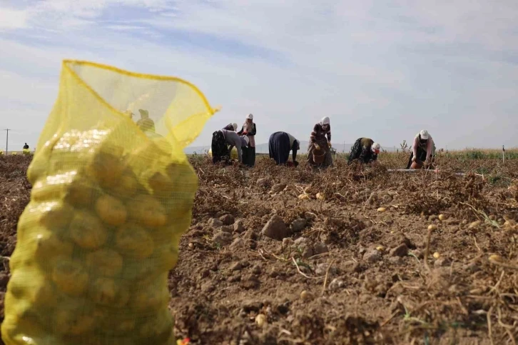 Bu köy geçimini patates üretiminden sağlıyor
