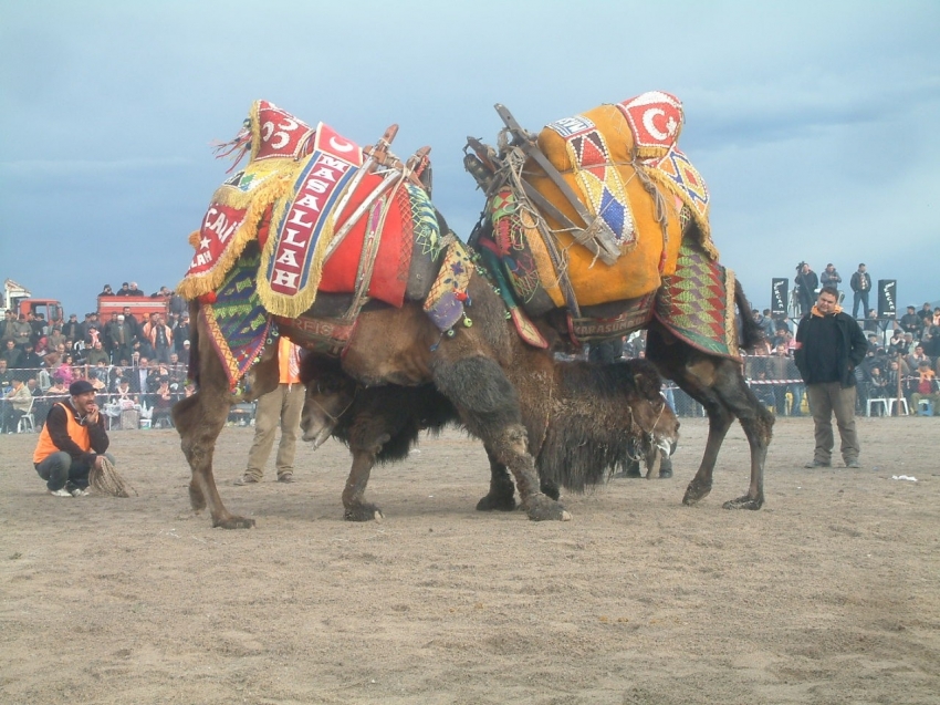 Burhaniye'de hafta sonu festival var