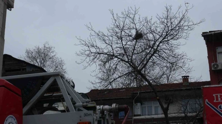 Budadığı ceviz ağacında fenalaşan vatandaşı itfaiye ekipleri kurtardı
