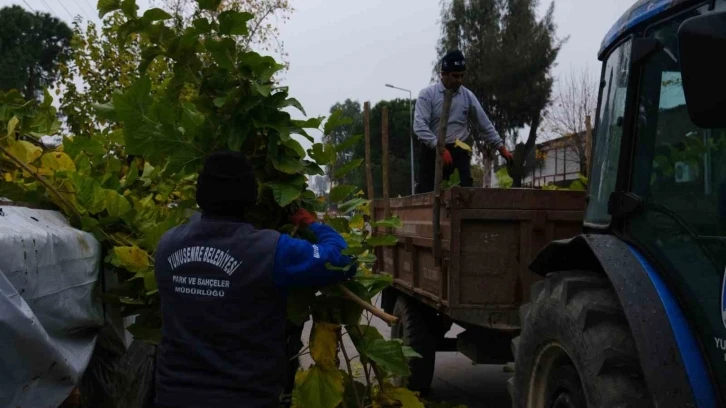 Budanan ağaçlar ihtiyaç sahiplerine yakacak olacak
