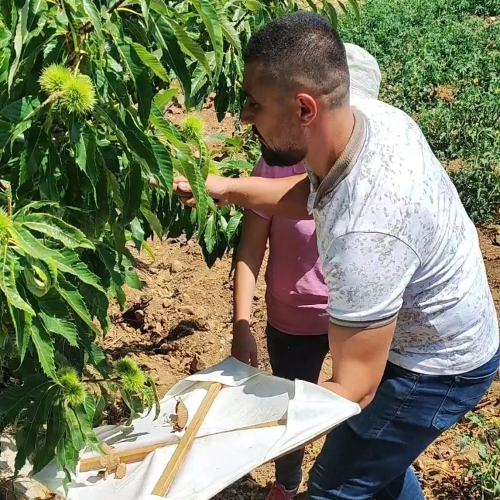 Buharkent’teki kestane bahçeleri incelendi
