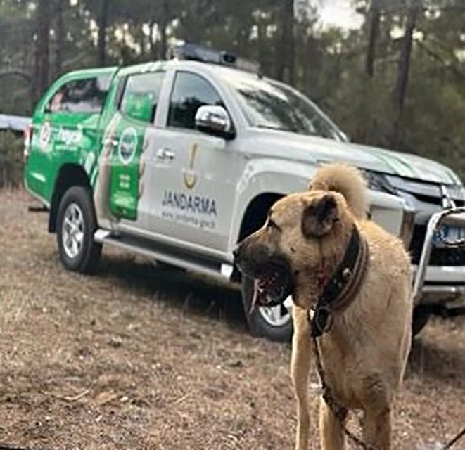 Burdur’da köpek dövüşü yaptıranlara 142 bin TL ceza
