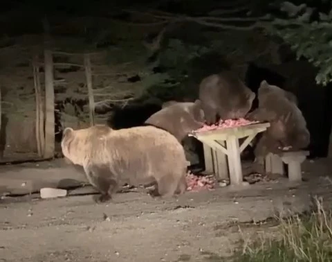 Bursa'da ayılar mekanları basmıştı...