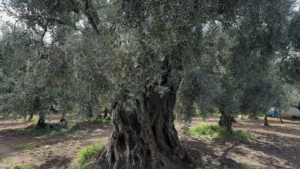 Bursa'da bin 700 yıllık zeytin ağaçları hala ürün veriyor