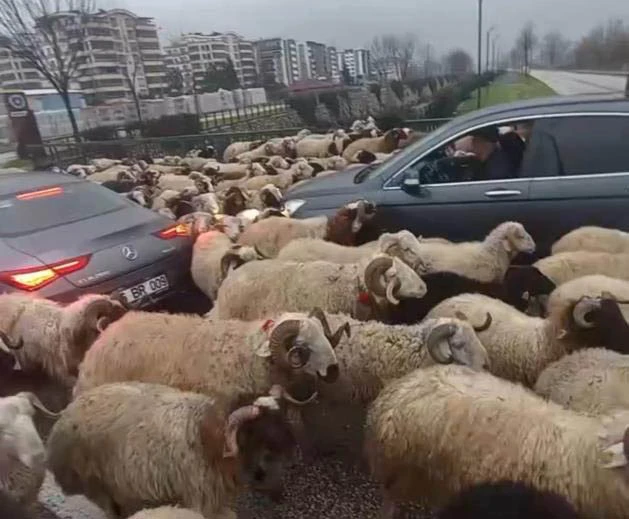 Bursa'da koyun sürüsü trafiği durma noktasına getirdi 