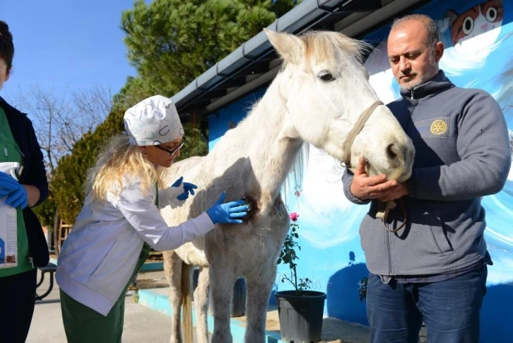 Bursa'da zavallı atı hem hırsızlık için kullandılar hem de işkence ettiler 