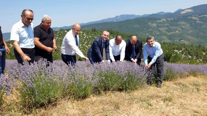 Bursa’nın dağlarında yetişen lavantaların hasadı başladı