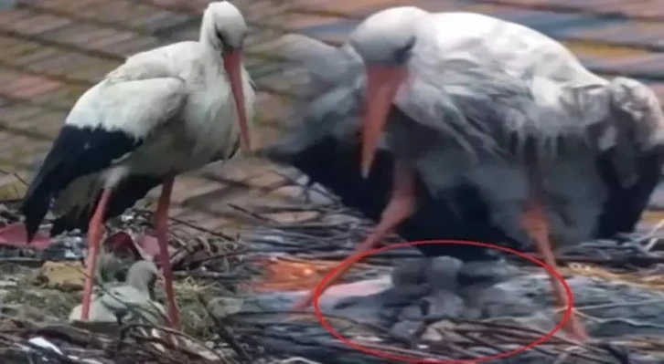 Bursa'nın simgesi olan Yaren Leylek’ten üzen haber