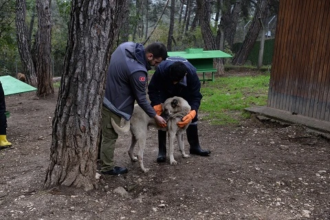 Bursa Osmangazi Belediyesi can dostlarımızı yakın takibe aldı 