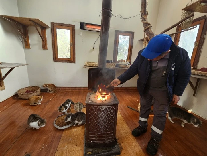 Bursa Osmangazi Belediyesi Kedi Villasında, can dostlarımız özenle bakılıyor 