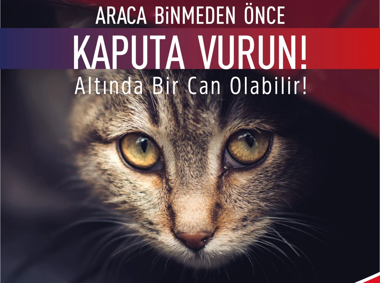 Bursalılar dikkat! Aracınıza binmeden önce kaputa vurmayı unutmayın