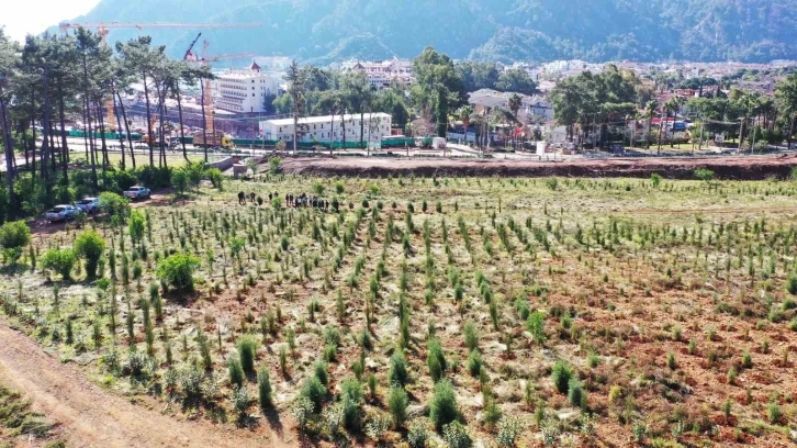 Büyük orman yangınlarının ardından Marmaris küllerinden doğuyor
