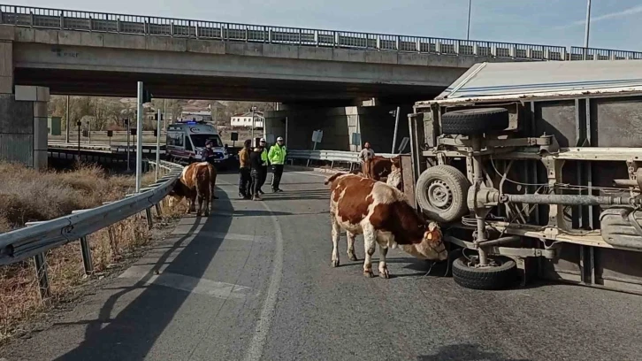 Büyükbaş hayvanları taşıyan kamyonet devrildi, sürücü yaralanırken, 1 hayvan telef oldu
