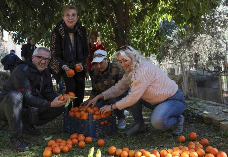 Büyükşehir turunçları reçele dönüştürüyor
