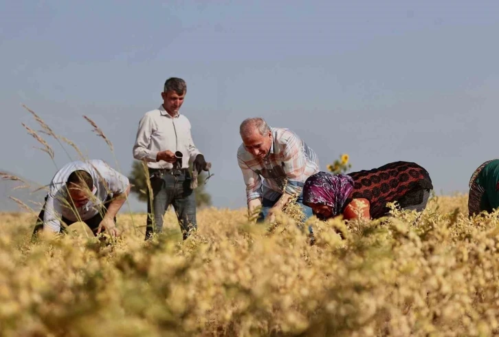 Büyükşehirden çiftçilere 70 ton nohut tohumu desteği
