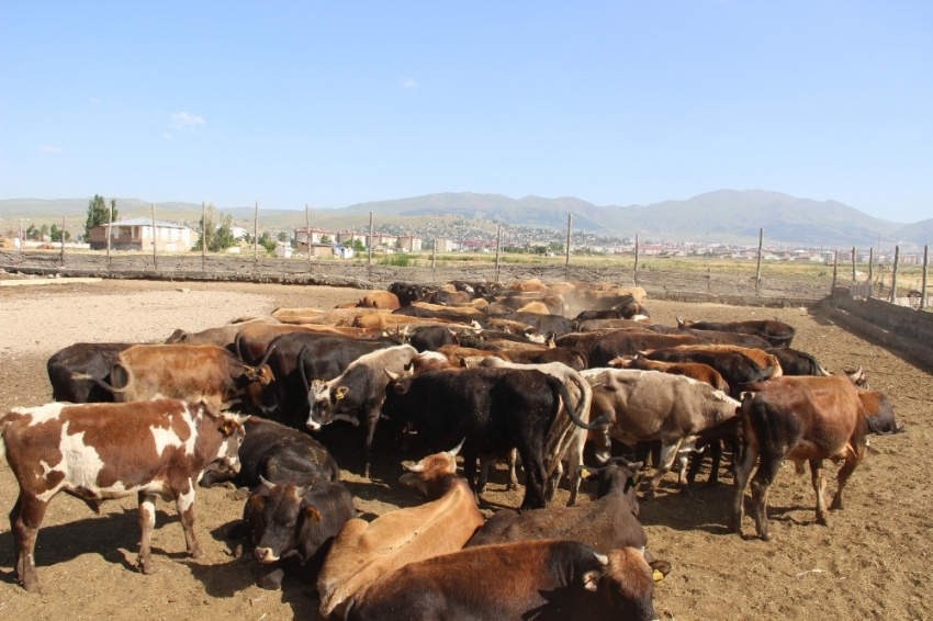 Kurban Bayramı hazırlıkları sürüyor