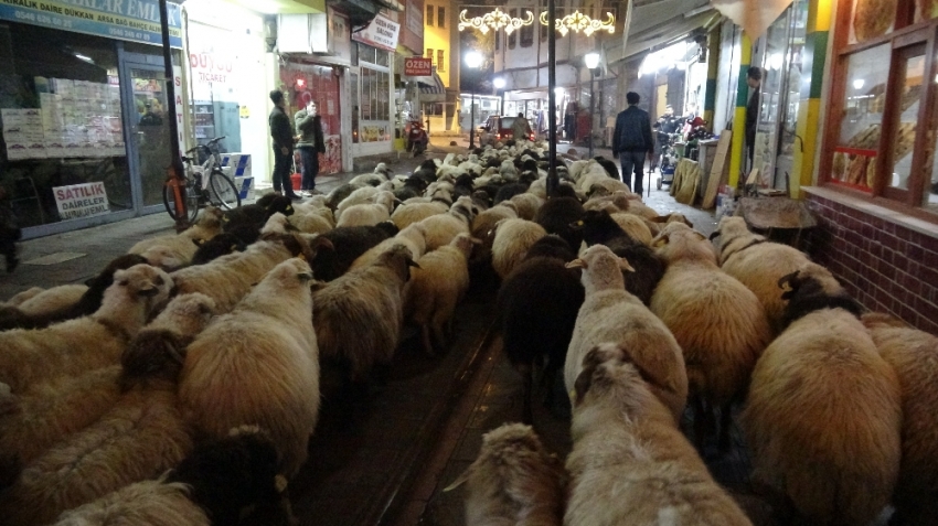 Trafik durdu, koyun sürüsü yoldan geçti