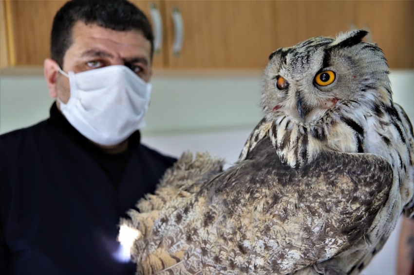 Vurulan kulaklı orman baykuşu bulundu, tedavi altına alındı