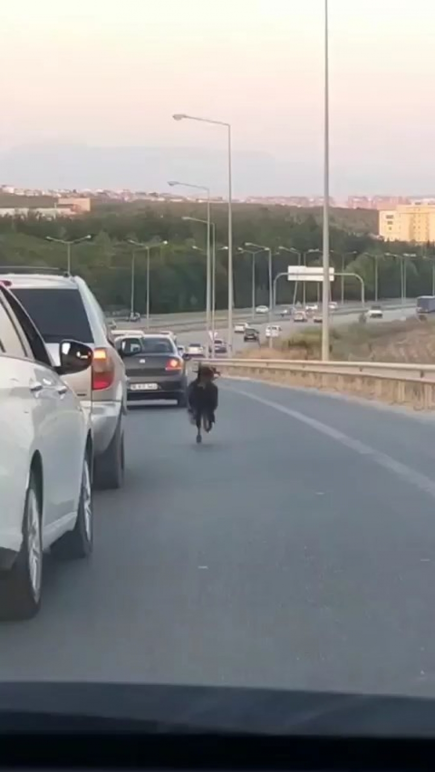 Bursa'da otobana çıkan keçi, trafiği alt üst etti