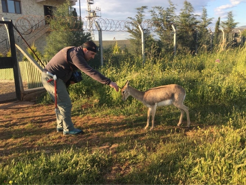 Nesli tükenen su samuru Bursa’da görüntülendi