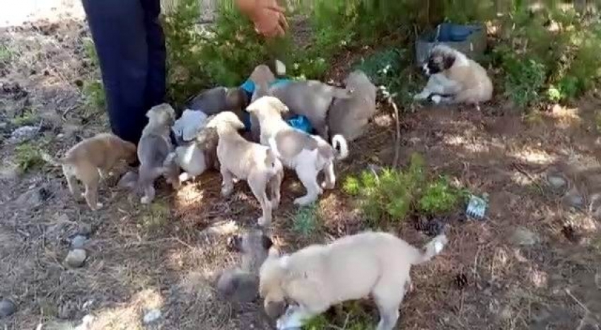 Ormana bırakılan yavru köpekler tepki çekti