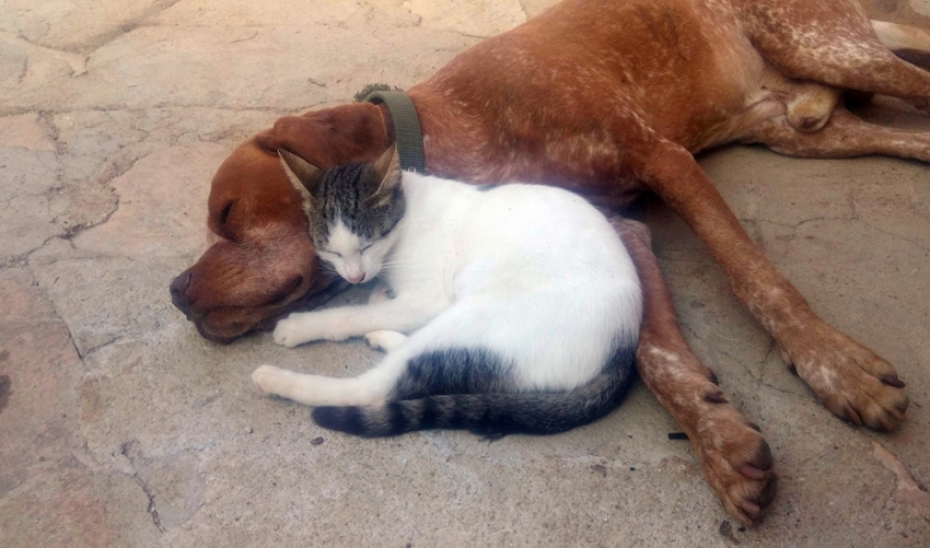 Kedi ve köpeğin dostluğu