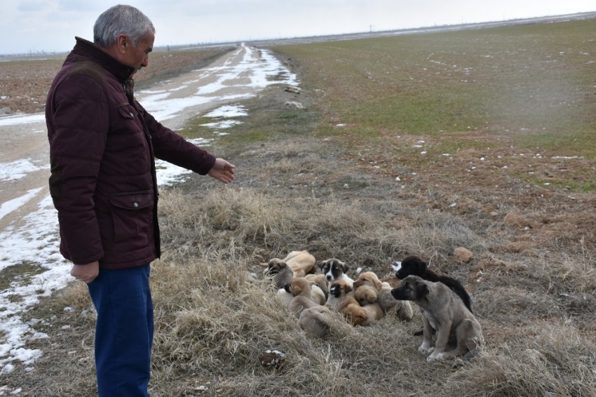 Aksaray’da yavru köpekler soğukta ölüme terk edildi