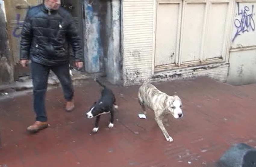 Metruk binada dövüş köpekleri bulundu