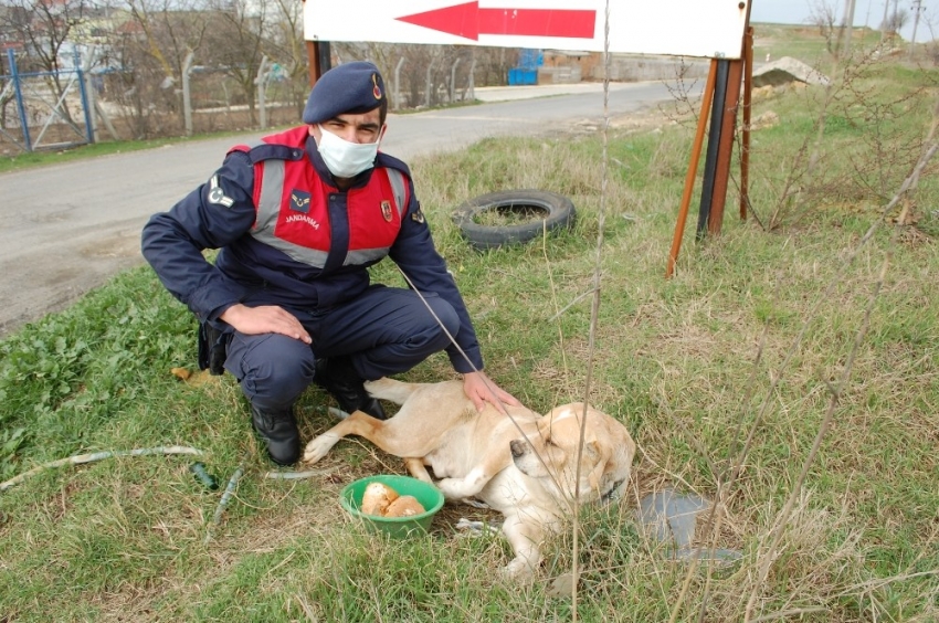 Jandarmadan uygulama sırasında yanına gelen köpeğe şefkat