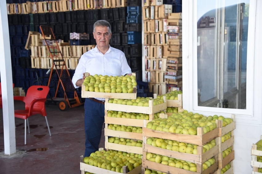 Taze incirde hasat sezonu başladı