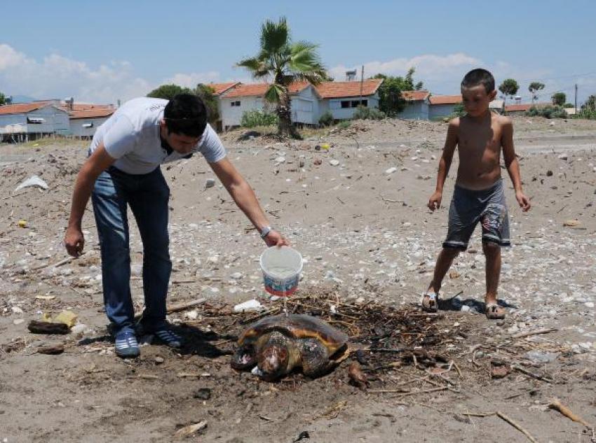 Yaralı caretta caretta tedaviye alındı