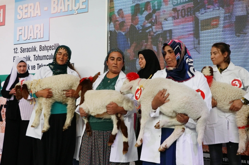 Bu da kuzuların güzellik yarışması