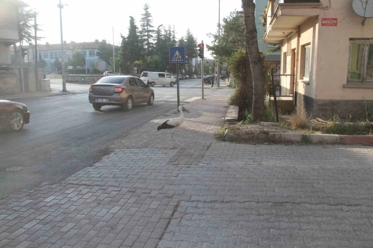 Cadde ortasında yürüyen leylek görenleri şaşkına çevirdi
