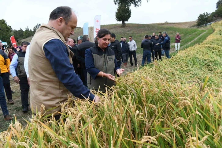 Çanakkale’de ’Damlaya Damlaya Çeltik Olur’ hasat programı
