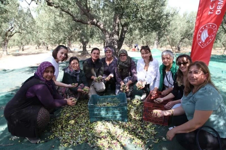 Çanakkale’de zeytin hasadı şenlikle başladı
