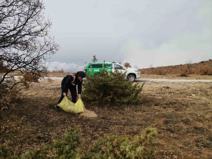 Çankırı’da hayvanlar için doğaya buğday bırakıldı
