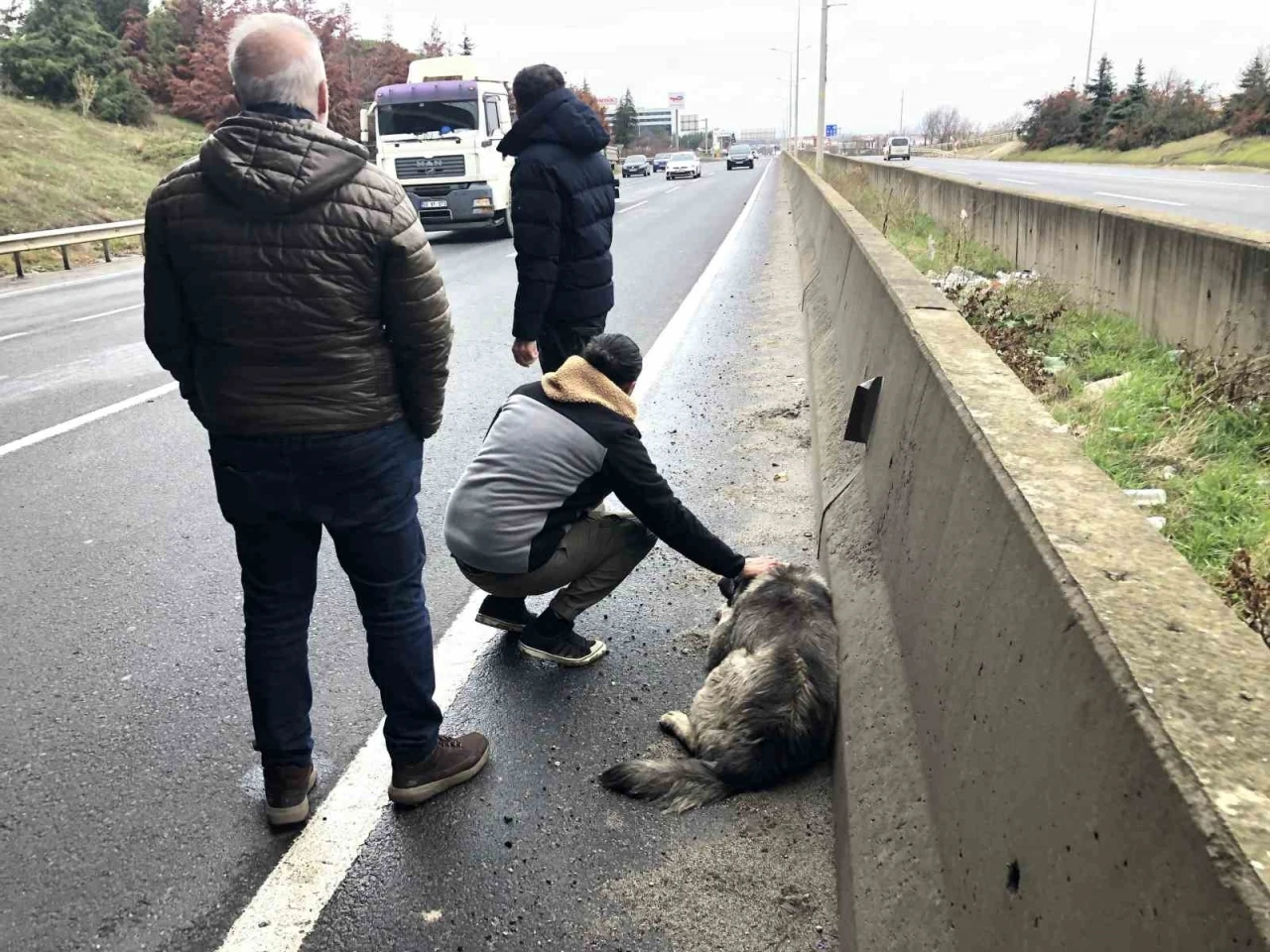 Çarptığı yaralı köpeği sevdi, başından ayrılmadı