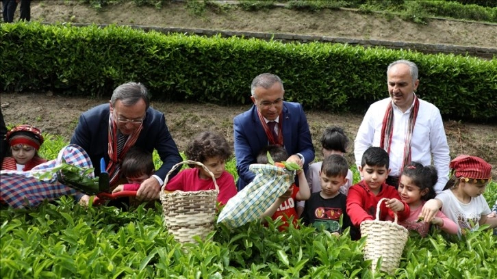 ÇAYKUR, birinci sürgünü 194 bin 351 ton çay alarak tamamladı