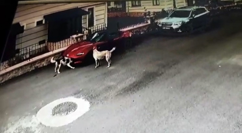 Köpekler lüks otomobili böyle parçaladı