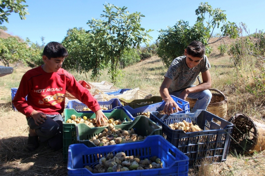 İncirde hasat sezonu sona erdi