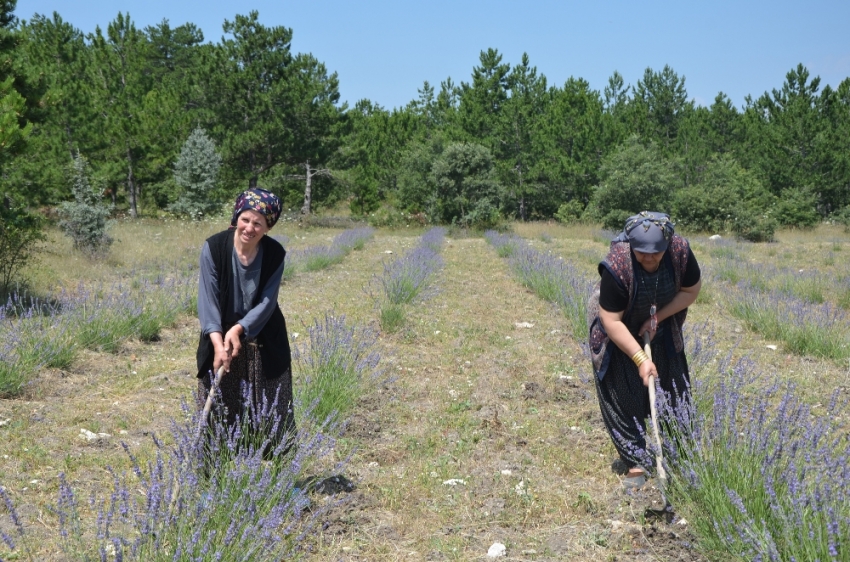 Frig Vadisi lavanta kokmaya başladı