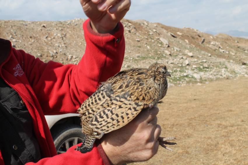 Turaç kuşları doğaya bırakıldı